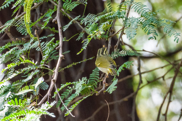 Rufous-capped Babbler