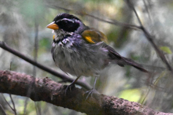 Rufous-capped Brushfinch