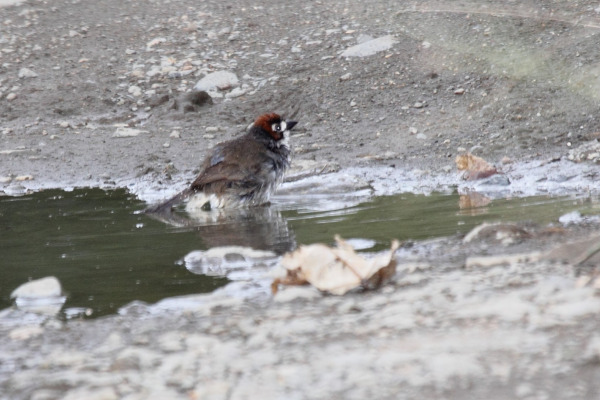 Rufous-capped Brushfinch
