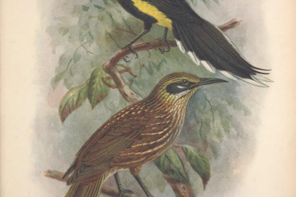 Rufous-capped Brushfinch
