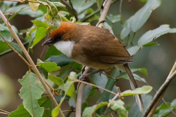 Rufous-capped Laughingthrush