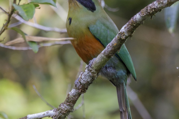 Rufous-capped Motmot