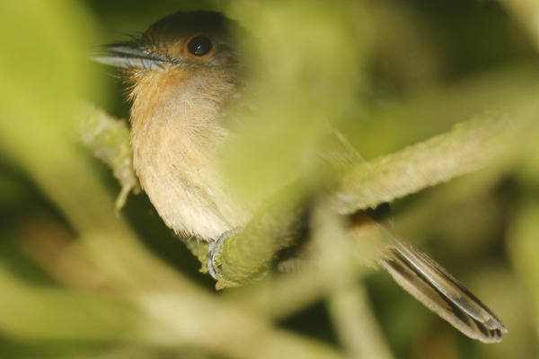 Rufous-capped Nunlet