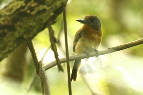Rufous-capped Nunlet