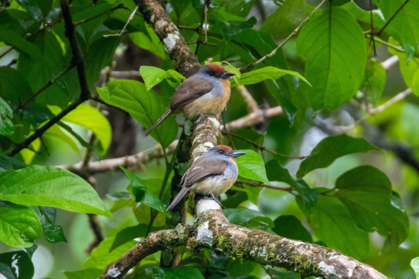 Rufous-capped Nunlet