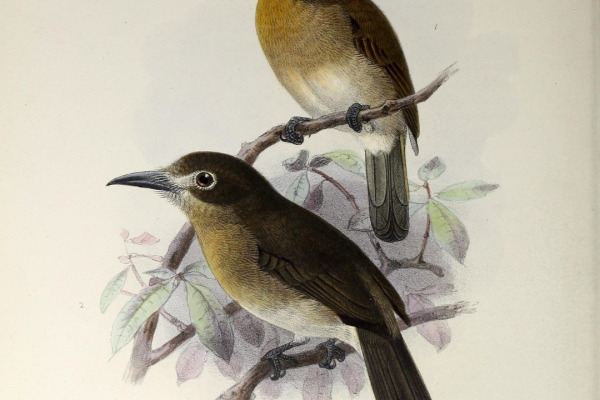 Rufous-capped Nunlet