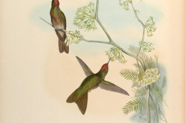 Rufous-capped Thornbill