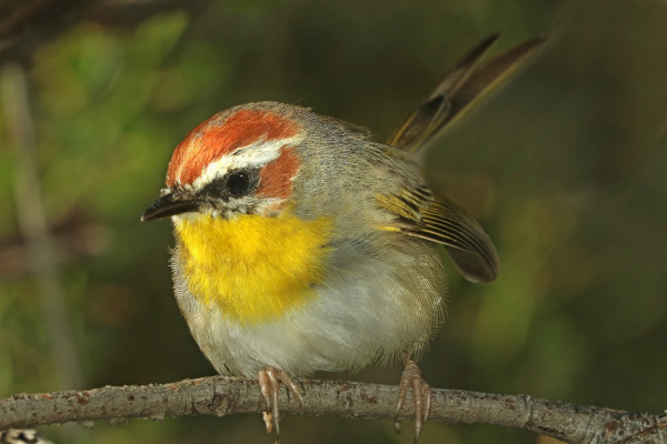 Rufous-capped Warbler