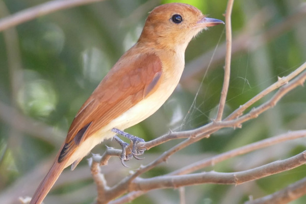 Rufous Casiornis