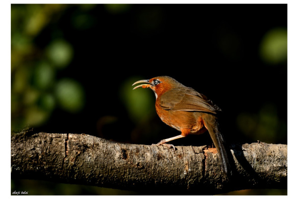 Rufous-cheeked Laughingthrush