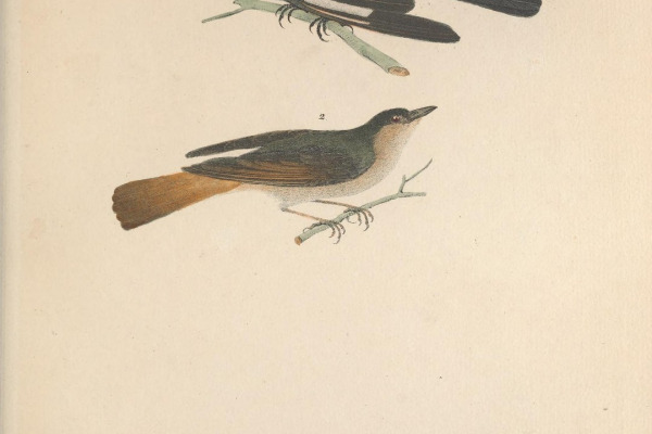 Rufous-chested Flycatcher