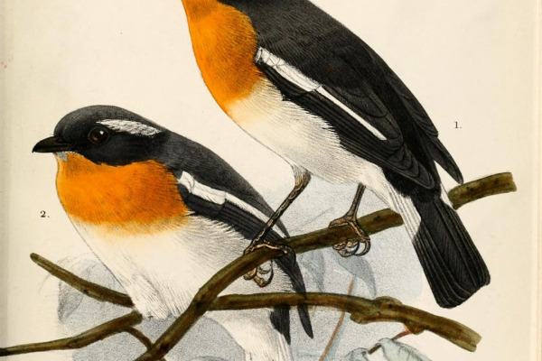 Rufous-chested Flycatcher