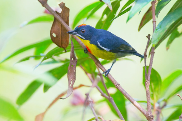Rufous-chested Flycatcher