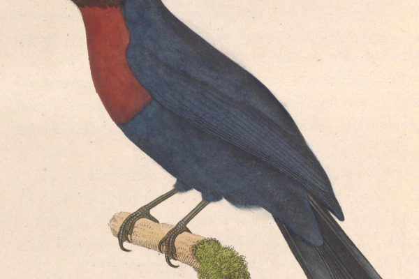 Rufous-chested Flycatcher