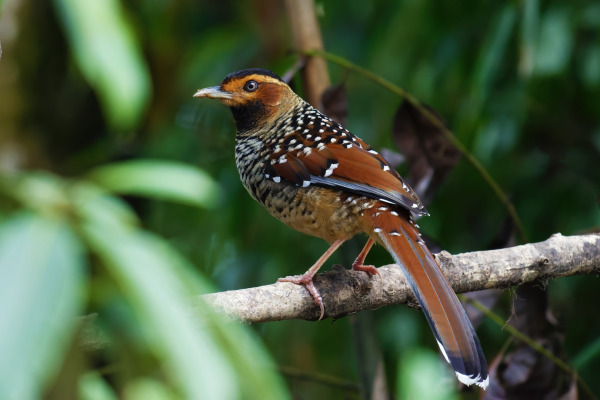 Rufous-chested flycatcher