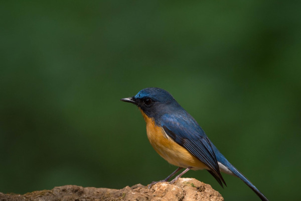 Rufous-chested Flycatcher