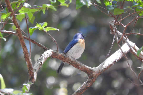 Rufous-chested flycatcher