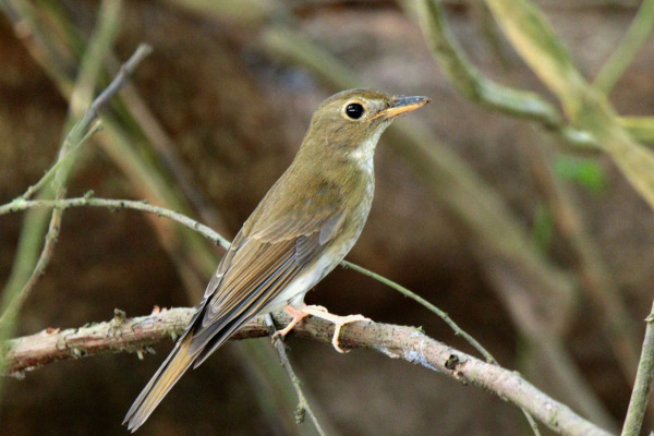 Rufous-chested Flycatcher