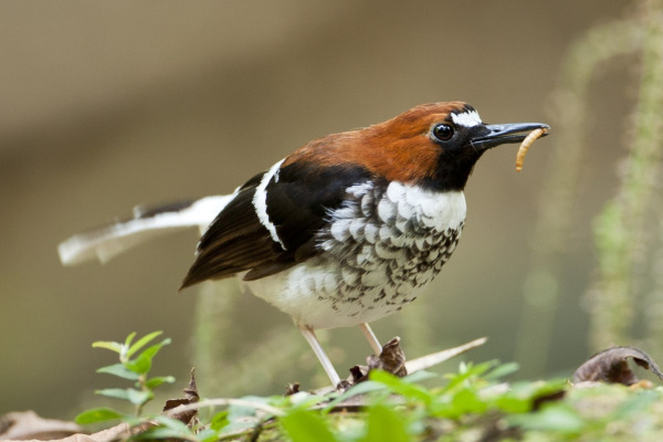 Rufous-chested Waterhen