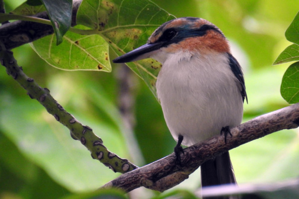 Rufous-collared Kingfisher