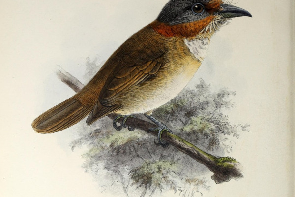 Rufous-crested Antshrike