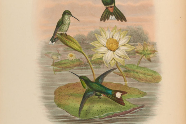 Rufous-Crested Coquette
