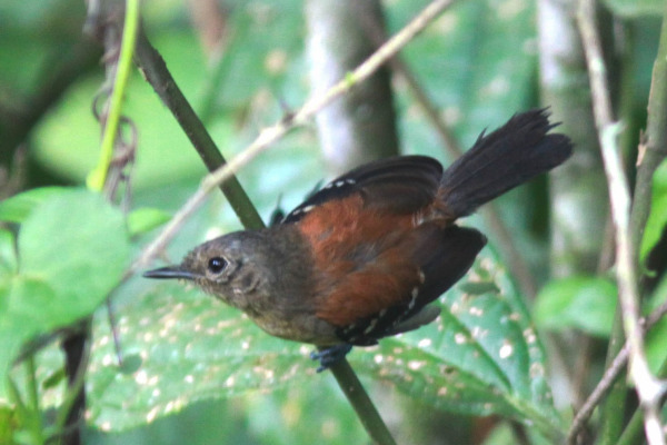 Rufous-crowned Antpitta