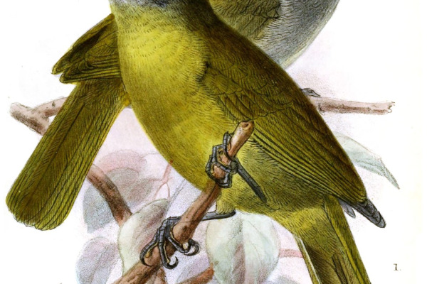 Rufous-crowned Babbler
