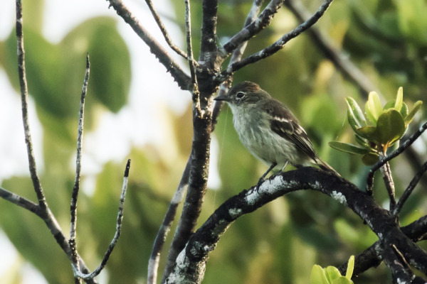 Rufous-crowned Elaenia
