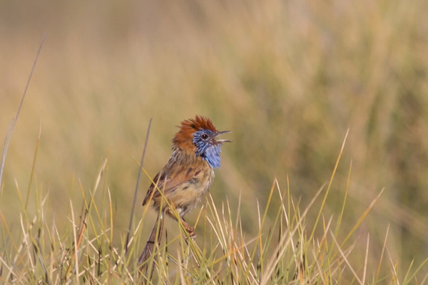 Rufous-crowned Emu-wren