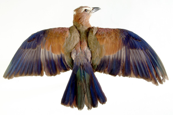 Rufous-crowned Roller