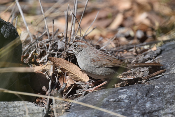 Rufous-crowned Sparrow