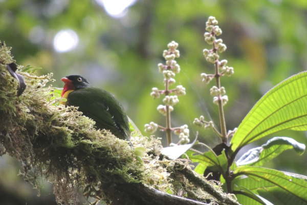 Rufous-crowned Tanager