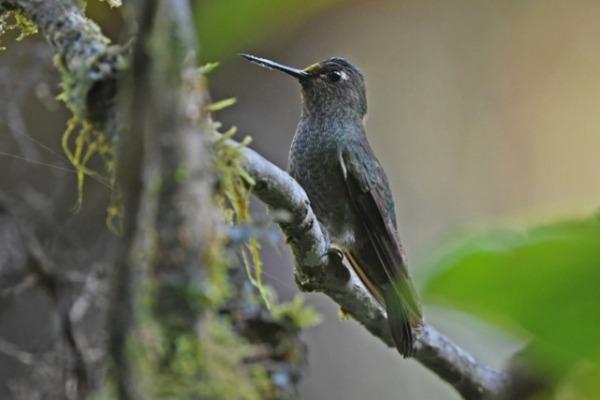 Rufous-crowned Tanager
