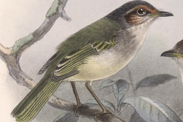 Rufous-crowned Tody-Flycatcher