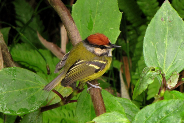 Rufous-crowned Tody-Flycatcher