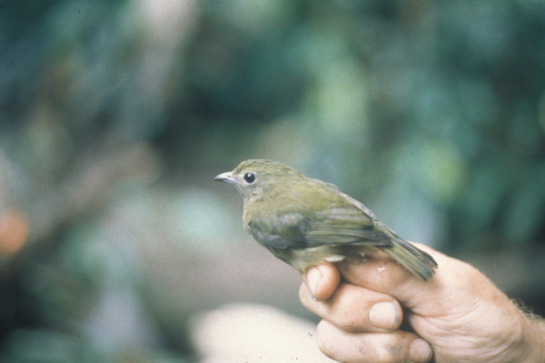 Rufous-crowned Tody-Flycatcher