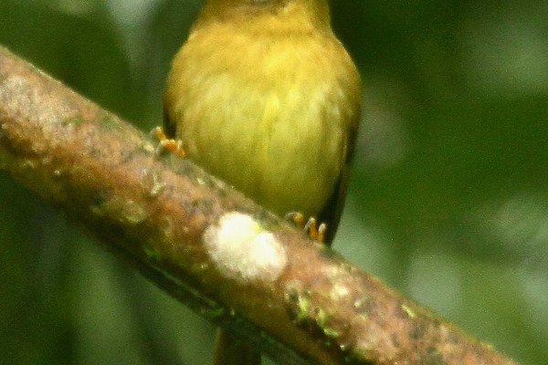 Rufous-crowned Tody-Flycatcher