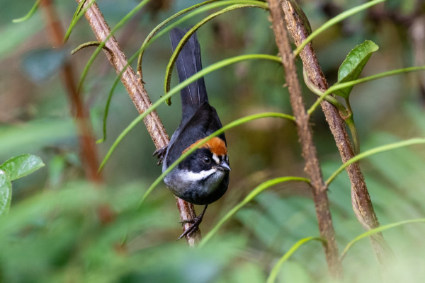 Rufous-eared Brush-Finch