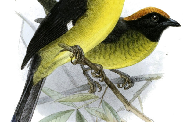 Rufous-eared Brush-Finch