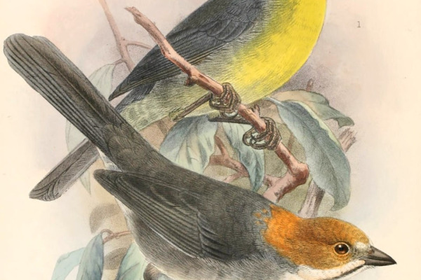 Rufous-eared Brush-Finch