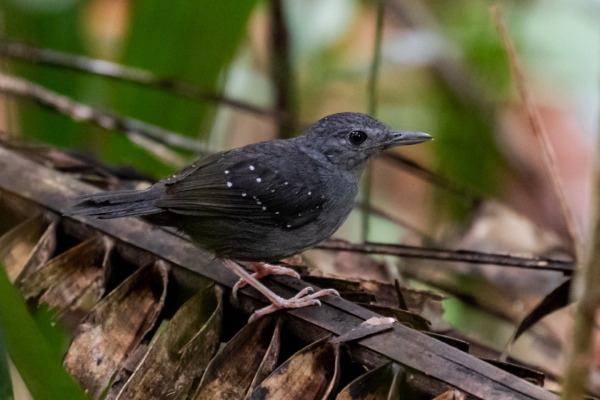 Rufous-faced Antbird
