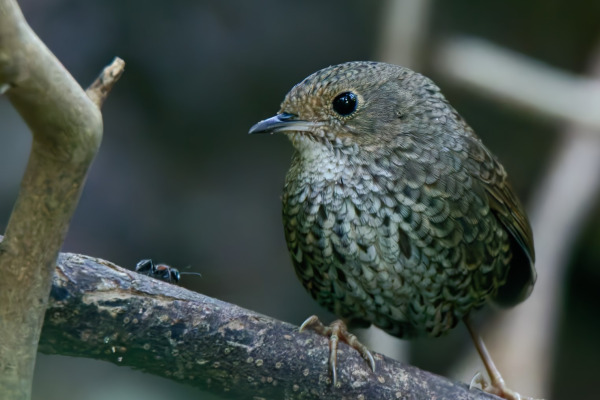 Rufous-faced Warbler