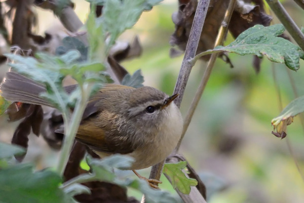 Rufous-faced Warbler