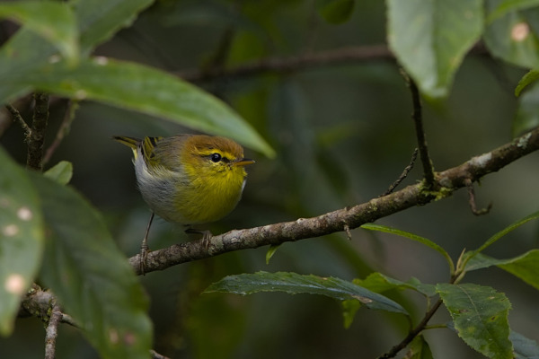 Rufous-faced Warbler