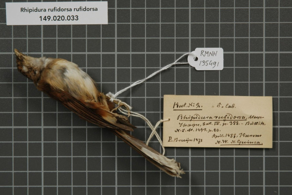Rufous Fantail