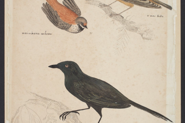 Rufous Fantail