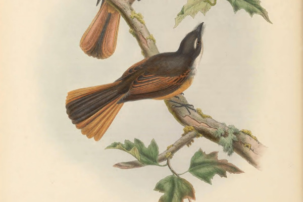 Rufous Fantail