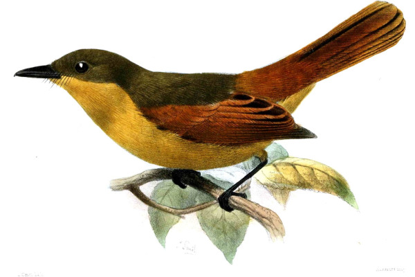 Rufous Flycatcher
