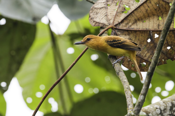 Rufous Flycatcher